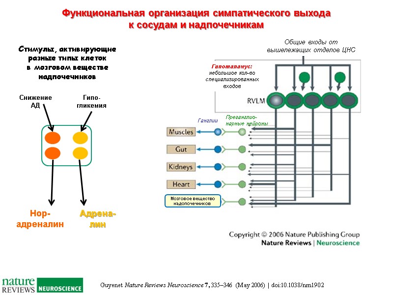 Guyenet Nature Reviews Neuroscience 7, 335–346 (May 2006) | doi:10.1038/nrn1902 Функциональная организация симпатического выхода
